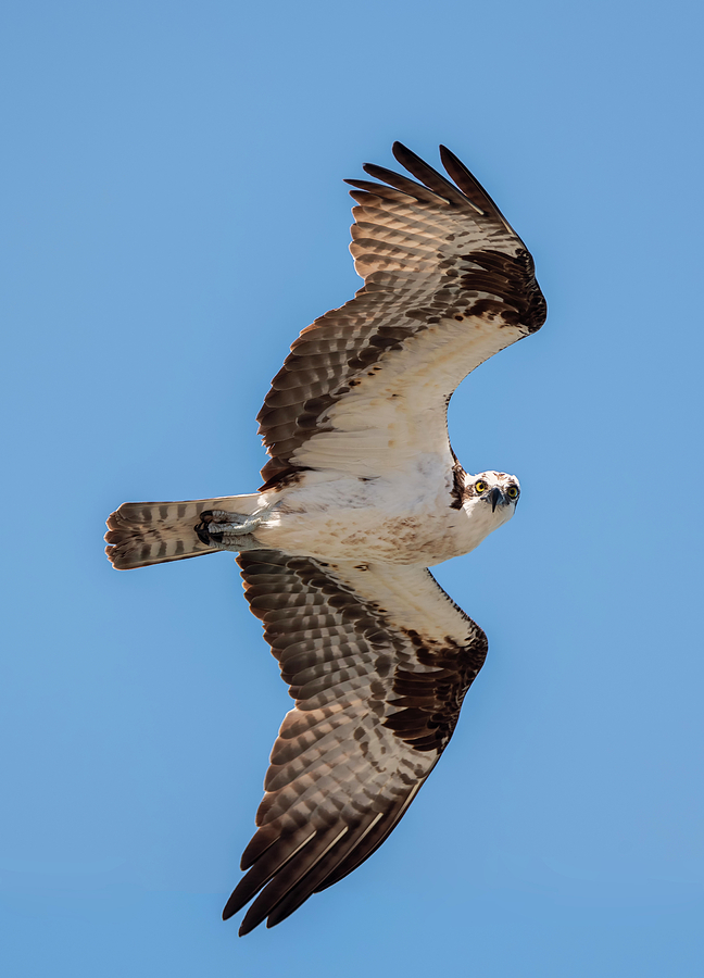 Osprey Looking at the Camera Photograph by Loree Johnson | Fine Art America
