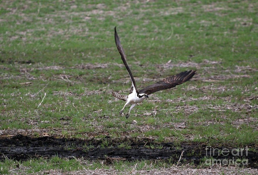 Osprey Photograph by Lori Tordsen - Fine Art America