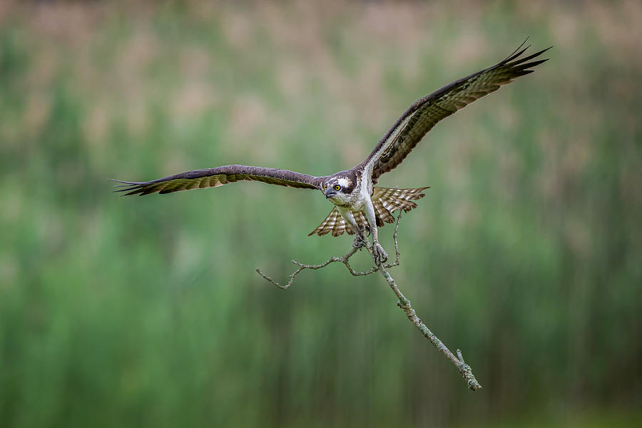 Osprey Photograph - Osprey by Max Wang