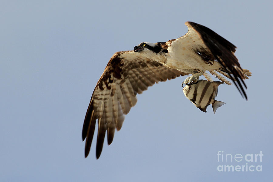 Osprey  Photograph by Meg Rousher