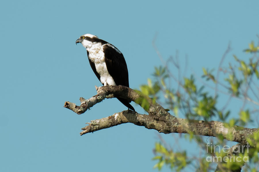 Osprey by Michael D Miller Osprey by Michael D Miller