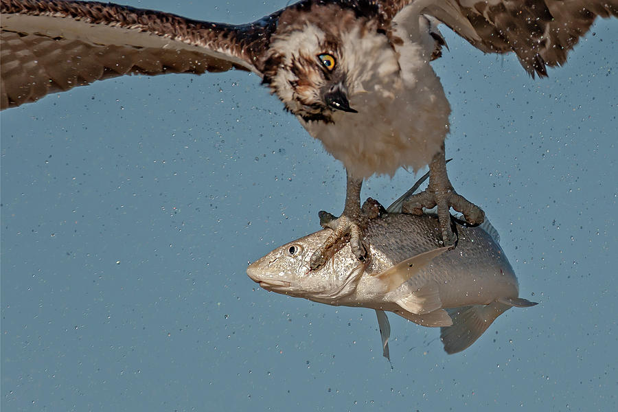 Osprey Morning Catch Up Close Photograph by Susan Candelario