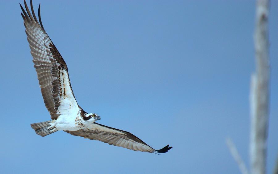 Osprey Photograph by Nunweiler Photography