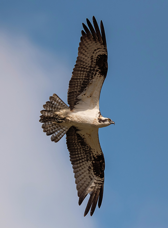 Osprey on a Mission Photograph by Loree Johnson