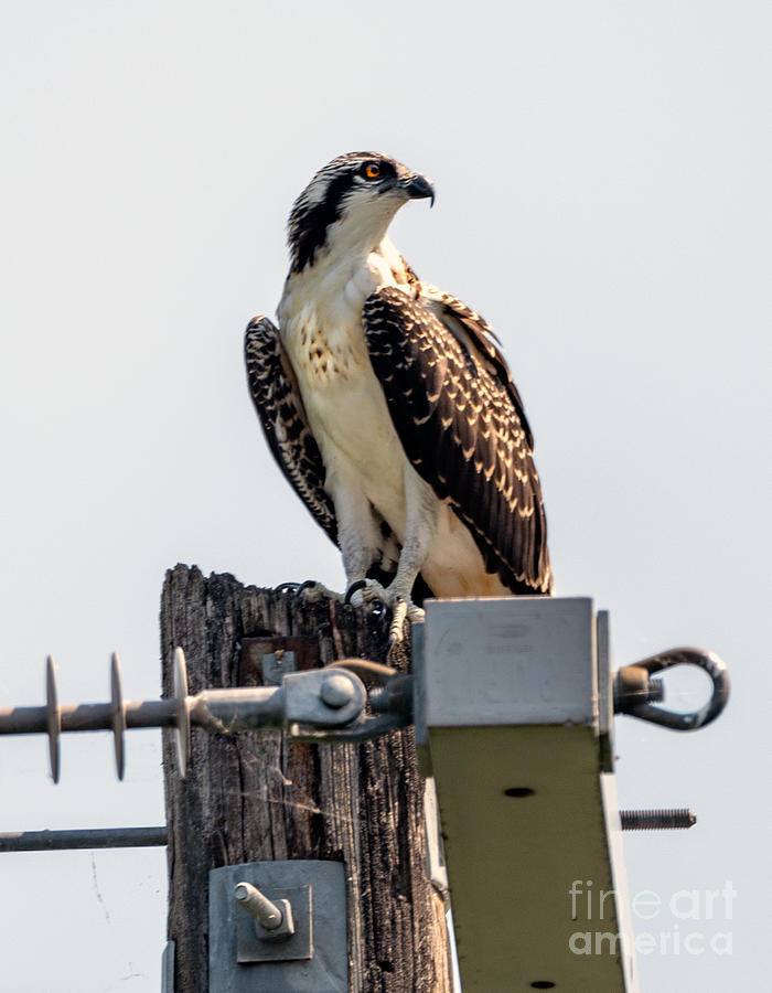 Osprey On A Post Photograph by Matthew Nelson