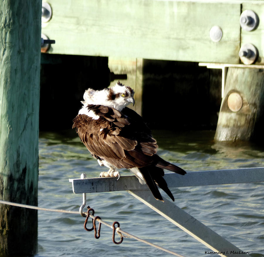 Osprey on a Spring Day Photograph by Kimmary MacLean