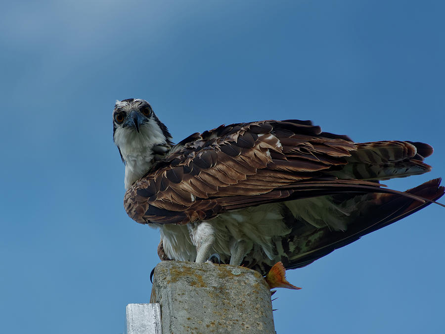 Osprey On Perch Photograph