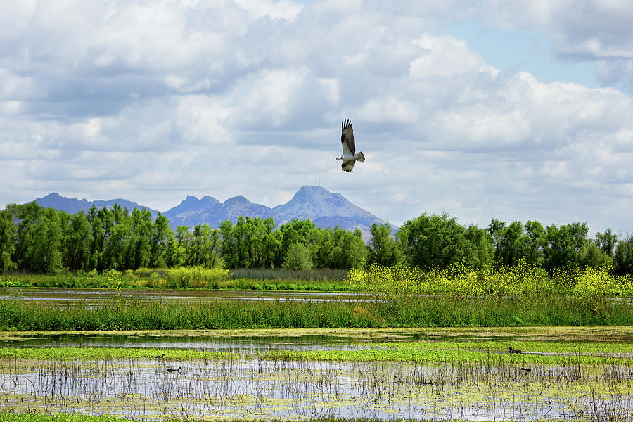 Osprey Over the Wetlands Photograph by Kathleen Bishop