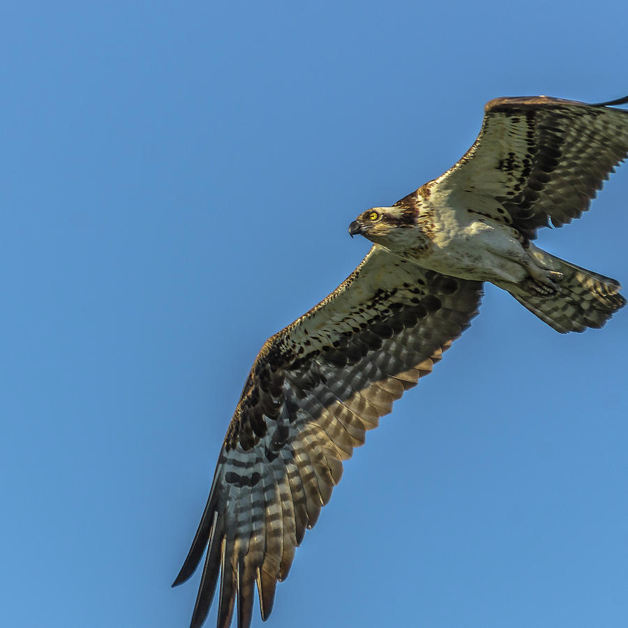 Osprey Overhead Photograph by Yeates Photography