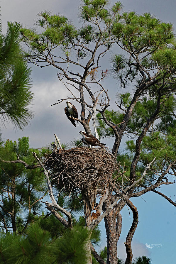 Osprey Pair in June by Denise Winship Osprey Pair in June by Denise Winship