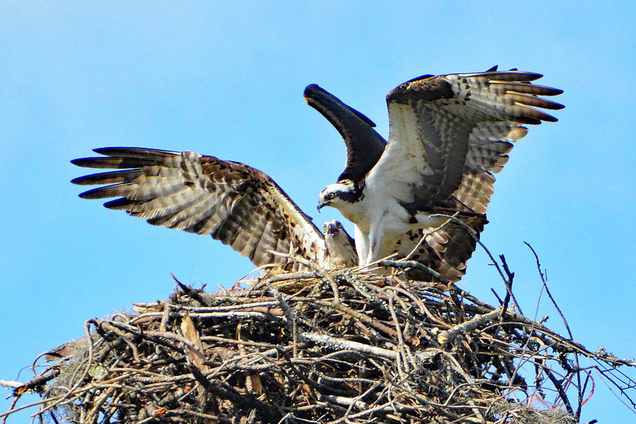 osprey highlander