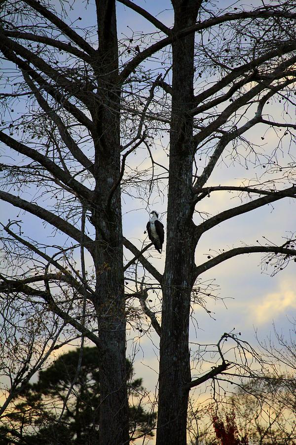 Osprey Perched Between Trees Photograph by Cynthia Guinn