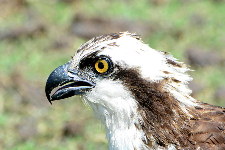 Osprey Portrait Photograph by Jerry Griffin