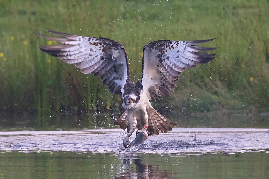 Osprey Photograph by Ray Cooper