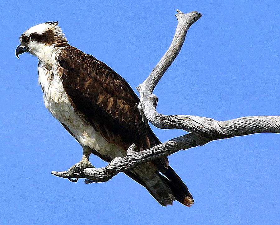 Osprey Ready to Hunt Photograph by Rob Wallace Images - Pixels