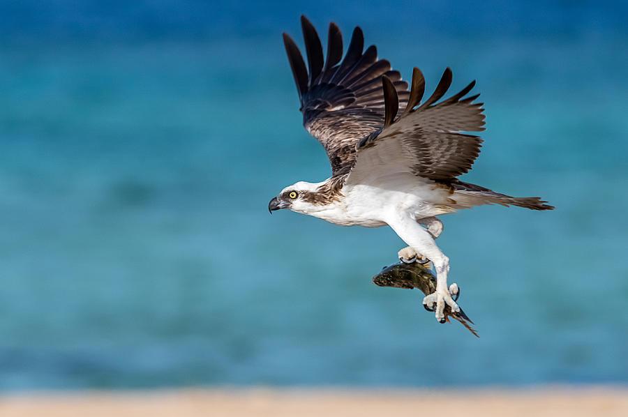 Bird Photograph - Osprey by Sameh Shahien