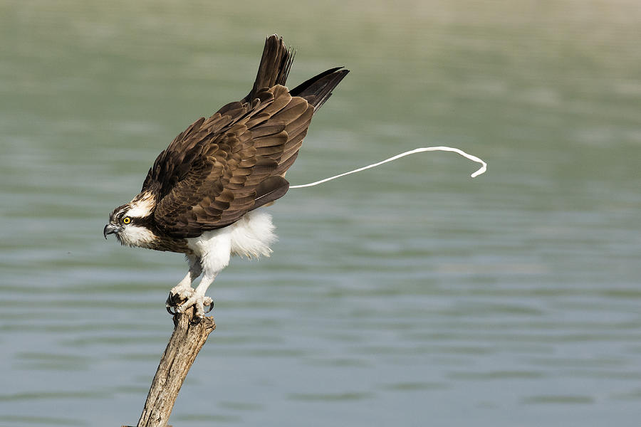 Osprey Photograph by Samir. H