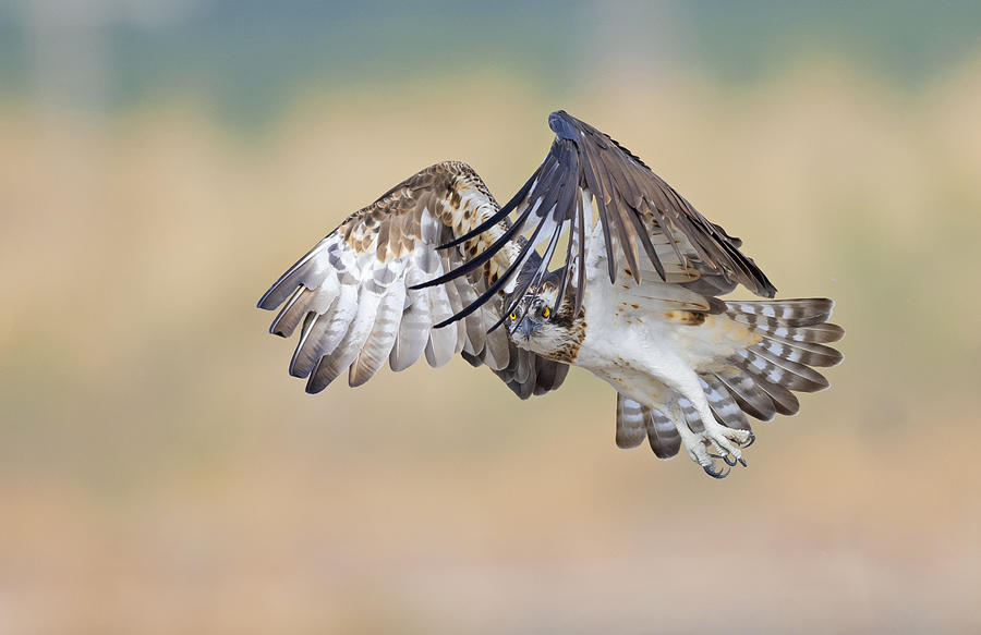 Osprey Photograph - Osprey by Shlomo Waldmann