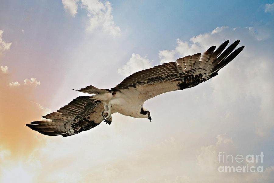 Osprey Sky Photograph by Carol Groenen