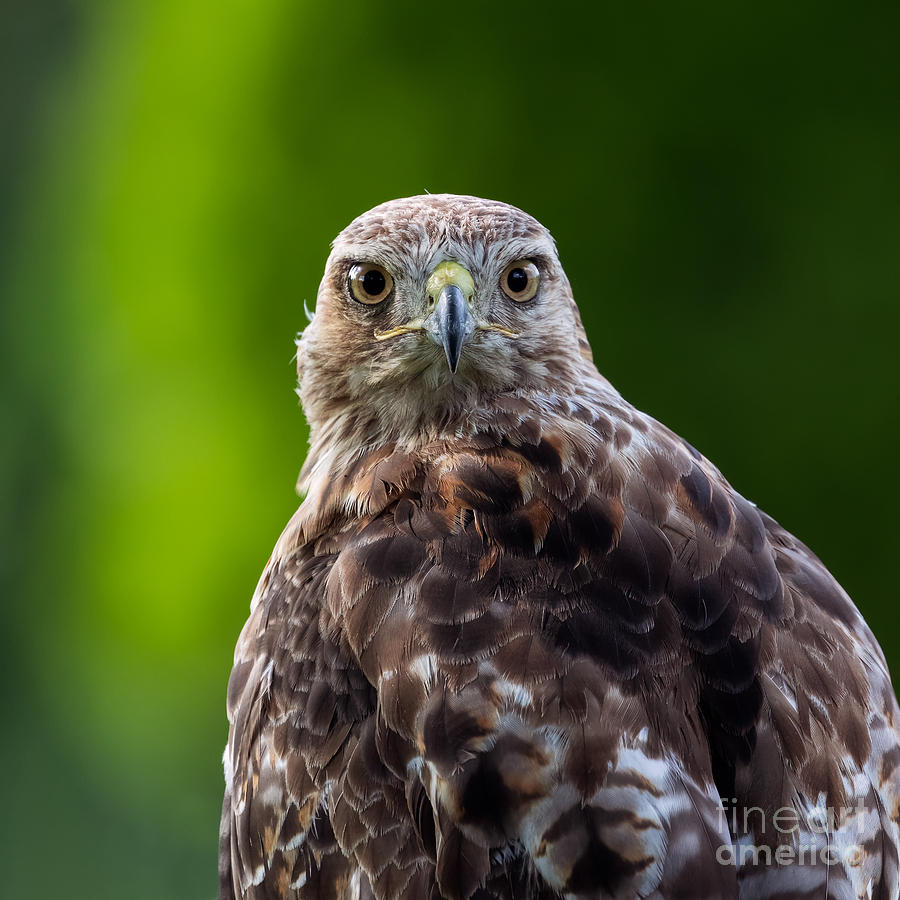Hawk Stare Photograph by Alma Danison
