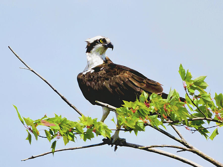 Osprey Photograph by Susan Hope Finley