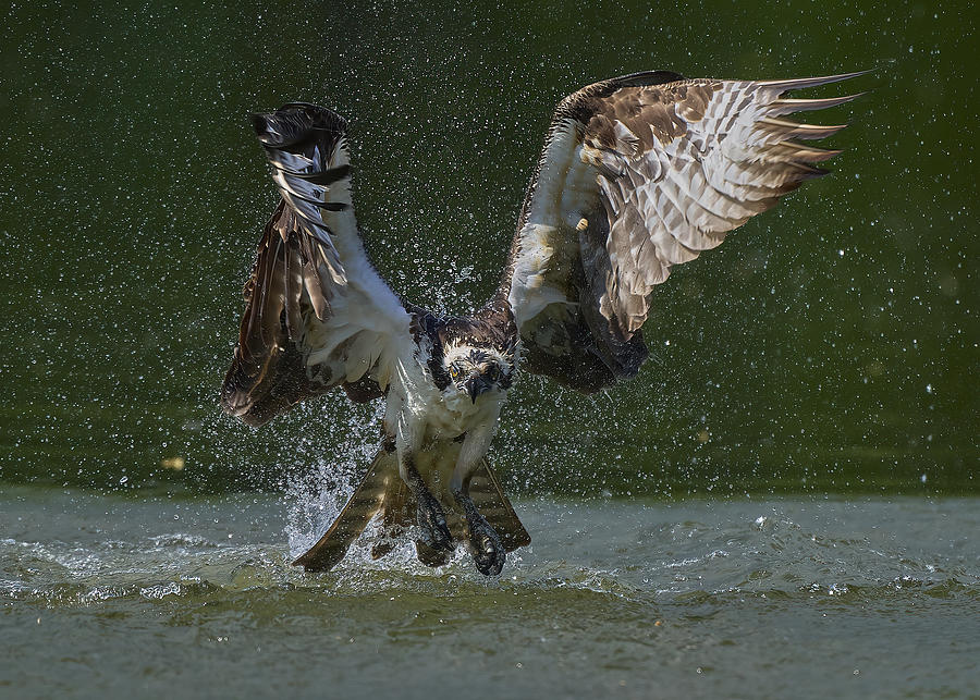 Winter Photograph - Osprey Take Off by Johnny Chen