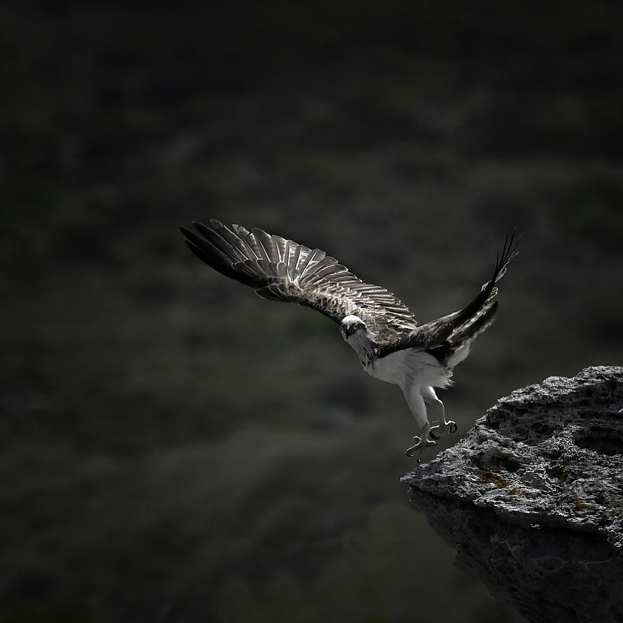 Osprey Photograph - Osprey Take-off by Nadine Henley