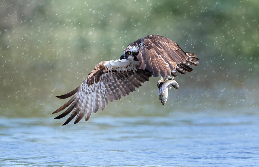 Osprey Photograph by Tao Huang