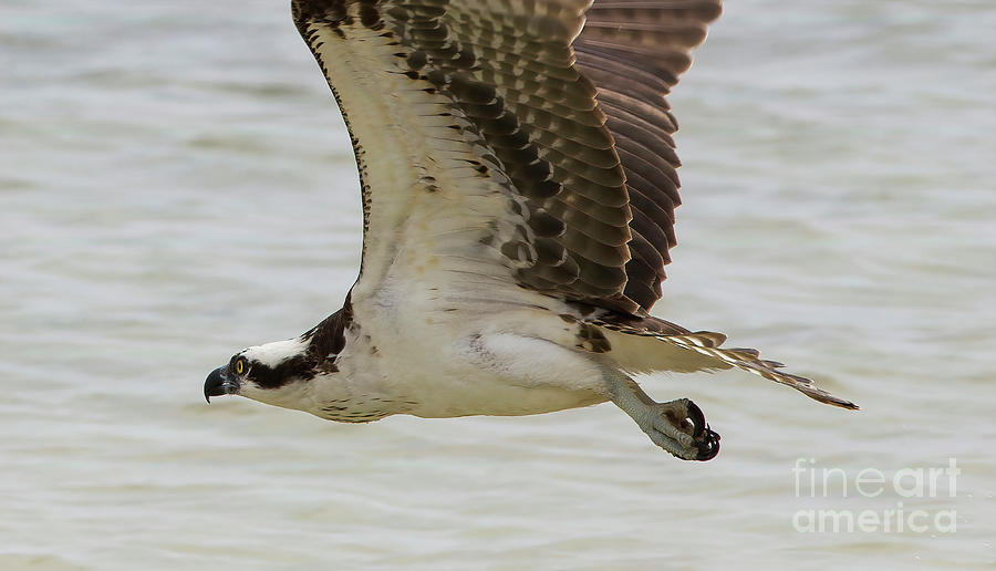 Osprey, The Awesome Fish Catcher Photograph by Felix Lai