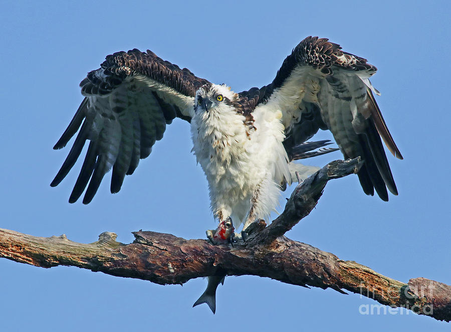Osprey - The Shakeoff Photograph by Larry Nieland