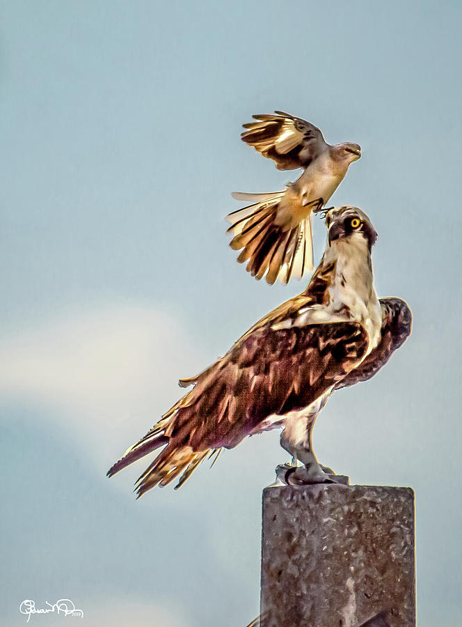 Osprey vs Mockingbird Photograph by Susan Molnar