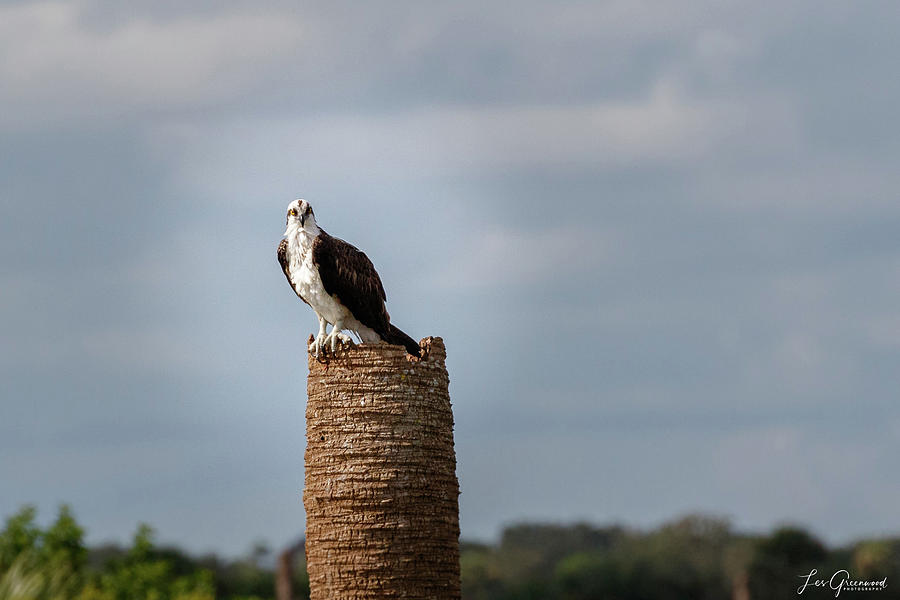 Osprey watching Photograph by Les Greenwood