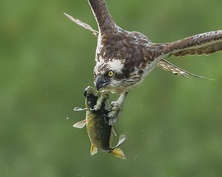 Osprey Photograph - Osprey With Catch by Donald Luo