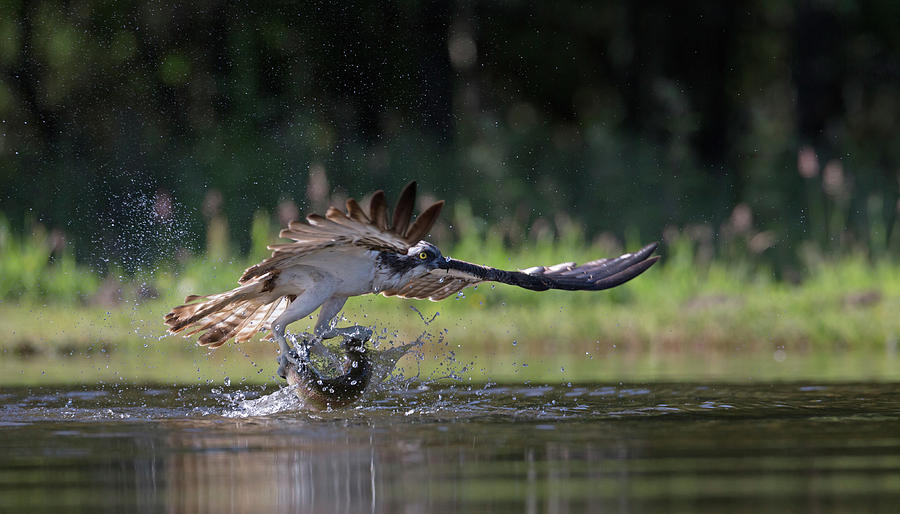 Osprey With Catch Of The Day Photograph by Pete Walkden