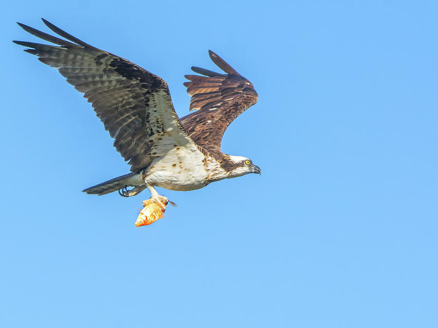 Osprey with Fish 9541-111218-1cr Photograph by Tam Ryan