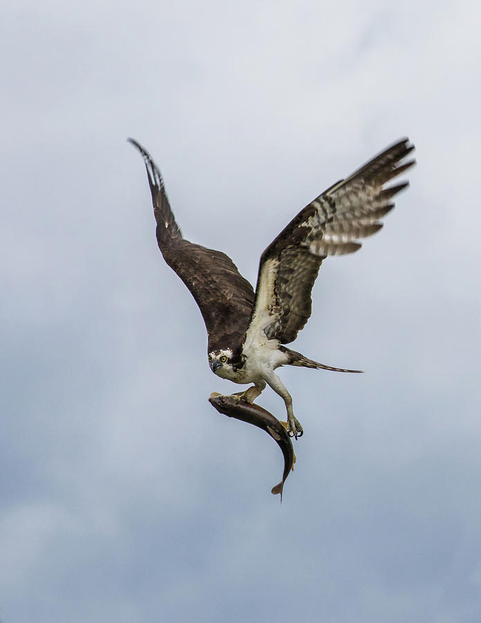 osprey with fish