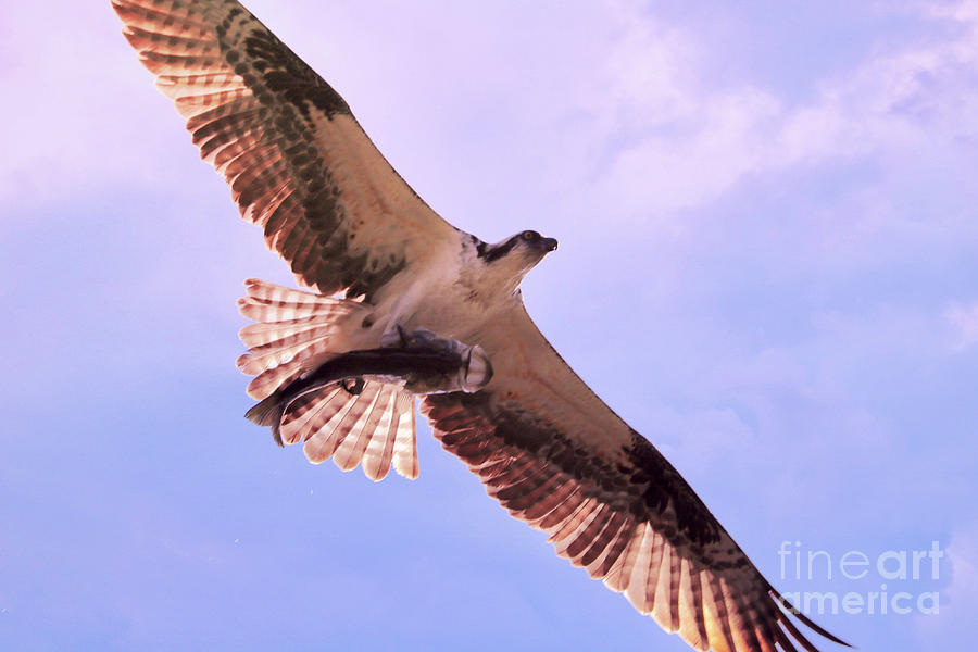 Osprey with Fish Overhead Photograph by Carol Groenen