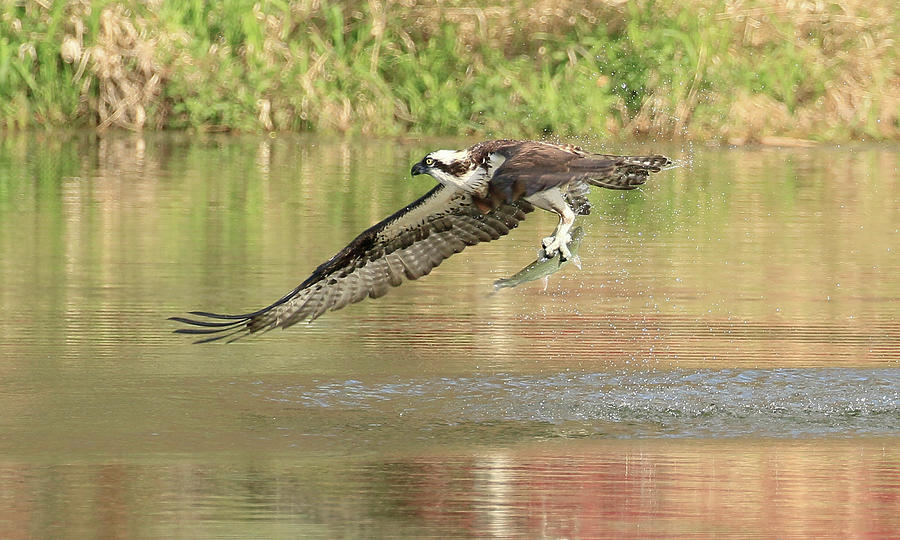 Osprey Photograph - Osprey With Fish by Steve McKinzie