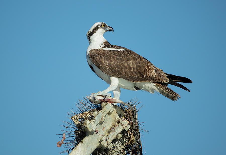 Osprey with his Catch Photograph by Elizabeth Waitinas