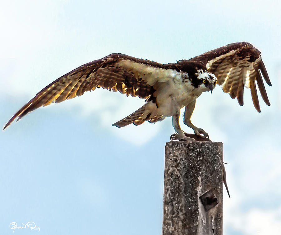 Osprey With His Catch Photograph by Susan Molnar