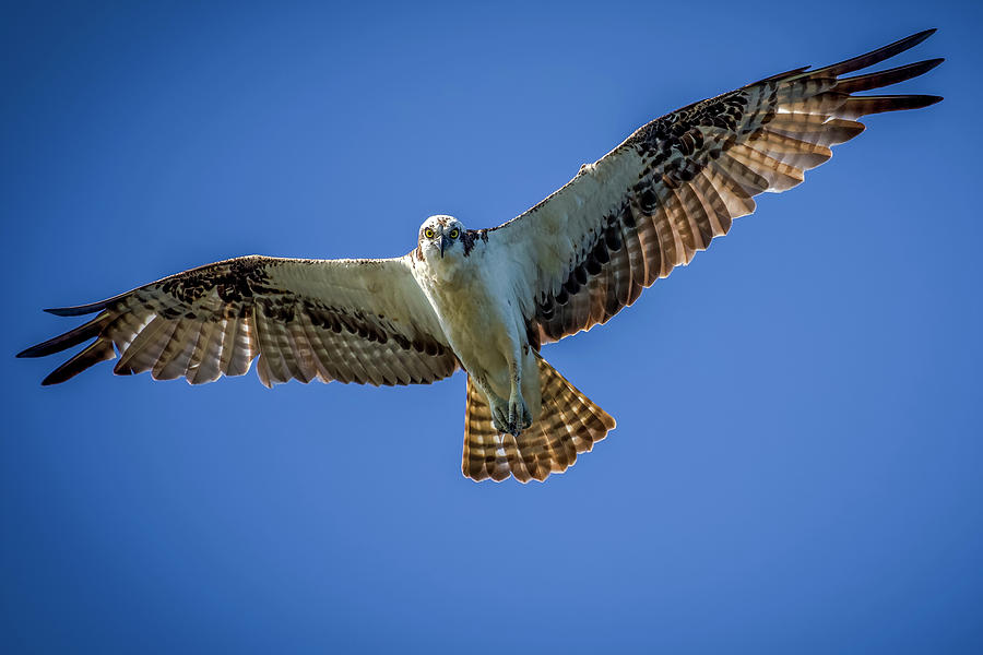 Osprey with His Eye on Me Photograph by TJ Baccari | Fine Art America