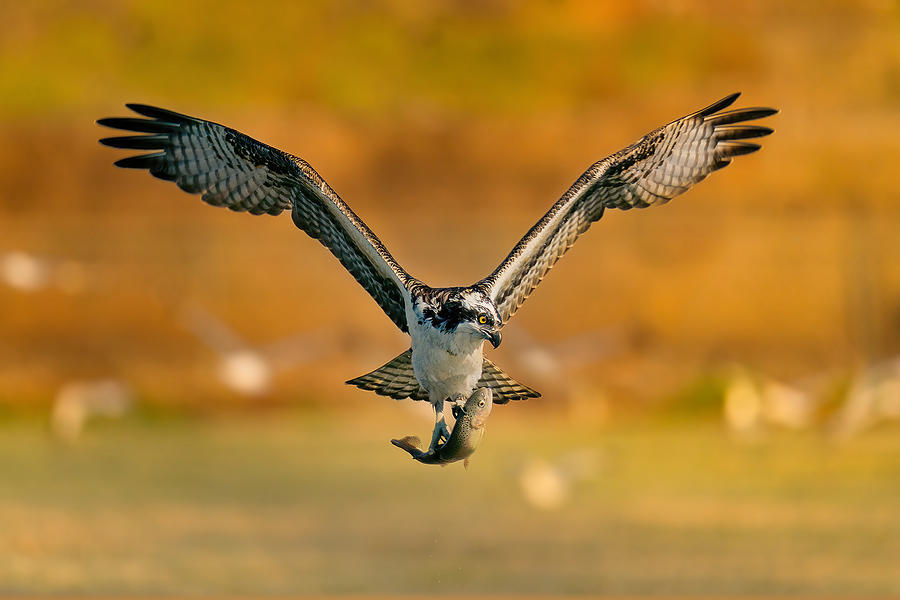 Osprey With Its Breakfast Photograph by Dan Wu