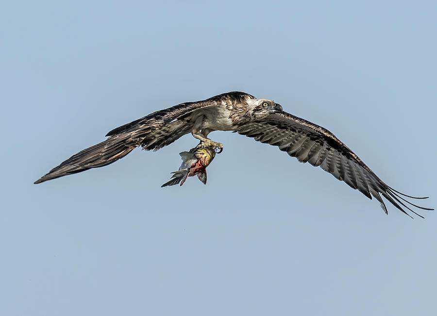 Osprey With Prey Photograph by Janson Lin