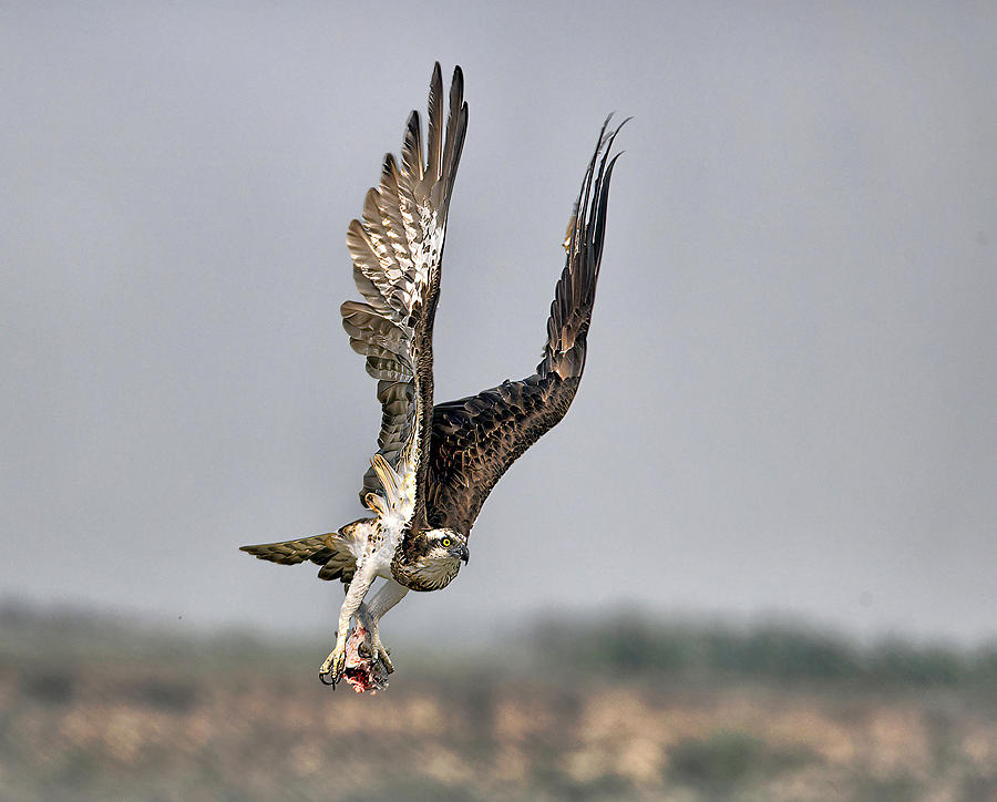 Osprey With Prey Photograph by Shaibal Nandi