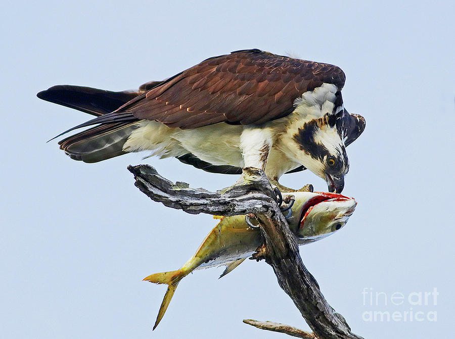 Osprey with prize Photograph by Larry Nieland
