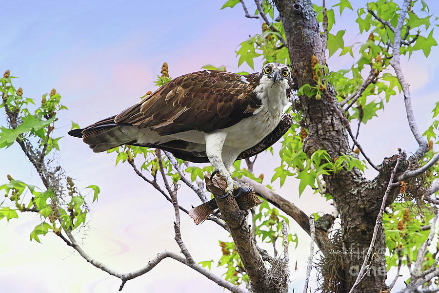 Osprey With Snack Photograph by Deborah Benoit