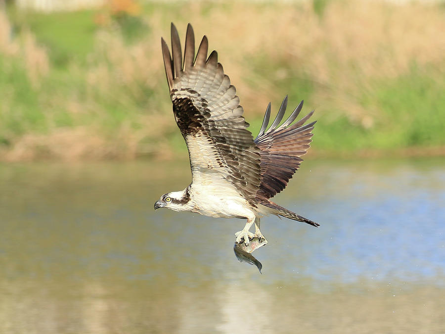 Osprey with Trout Photograph by Steve McKinzie