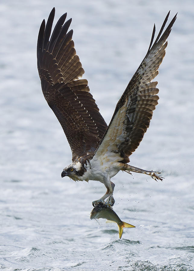 Osprey Photograph - Ospreys Catch Fish by Johnny Chen