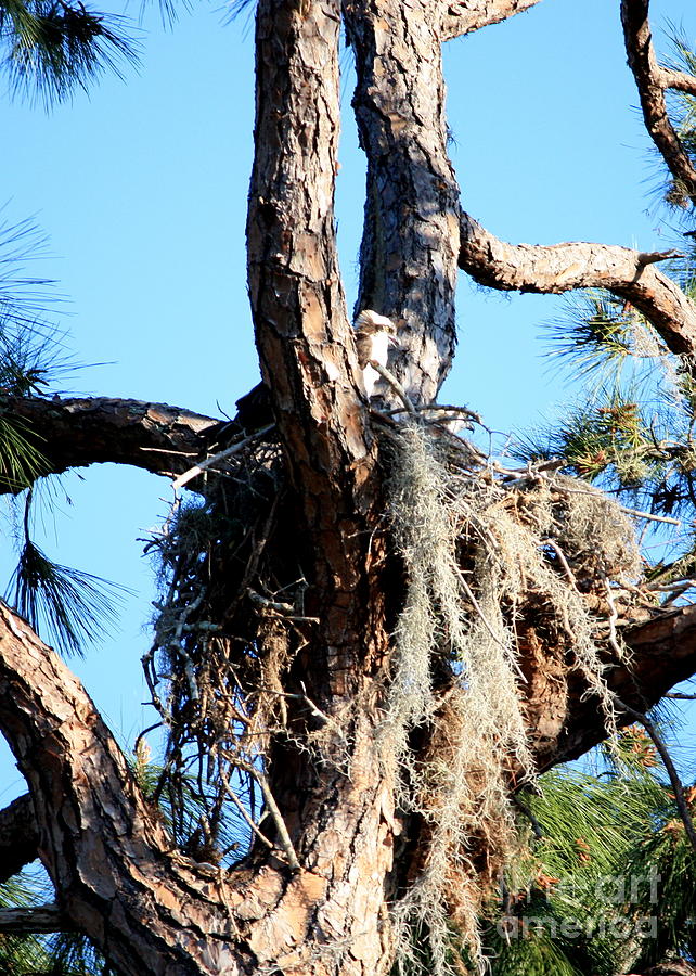 Ospreys in Nest Photograph by Carol Groenen