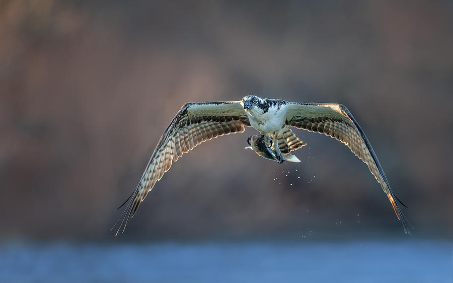 Ospreys Morning Photograph by Sheila Xu